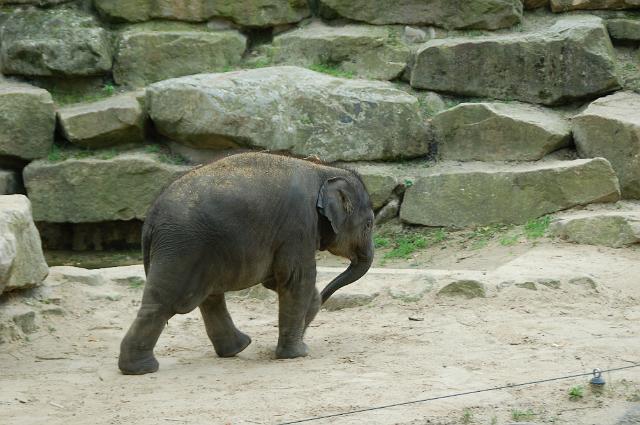 dierentuin emmen_0813